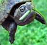 vass: Small turtle with green leaf in its mouth (Default)