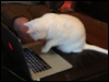 demigeekess: Photo of my cat surfing the internet (computer cat)