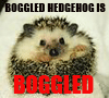oursin: Hedgehog saying boggled hedgehog is boggled (Boggled hedgehog)