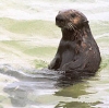coughingbear: sea otter (otter)