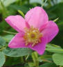 azurelunatic: Vivid pink Alaskan wild rose. (wild rose)