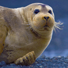Flabbergasted Seal