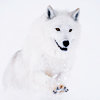 starfallhaven: A white wolf mid-stride on a white background. (LC)
