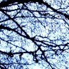 jetsilver: Photograph of bare tree branches against a winter sky. (Default)