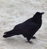 maellenkleth: (raven, raven-snow-fluffy)