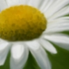 quivo: Watercolor of a daisy (Default)