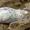 Sleeping Seal